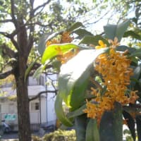 癒しの香り♪