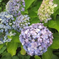 アナベル焦げた"(-""-)"