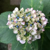 詐欺かしら？　無料の言葉　こわいわぁ💦