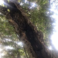 6月の日記５　大祓の形代流しの川辺の草刈り