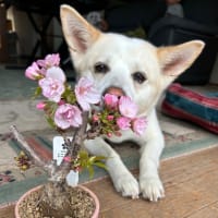 私の小さな桜