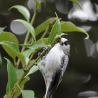 エナガの採餌