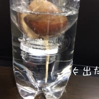 チャレンジ！種から収穫目指すぞ！！アボカド〜♪