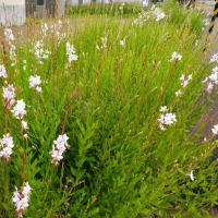  　白蝶草（ガウラ）が咲きだした～～、
