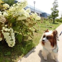 三宝水再生センターの紫陽花(^^♪