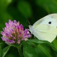 梅雨の晴れ間の虫撮り写ん歩