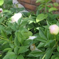 紫蘭＆シャクヤクの花