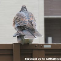 キジバト（交尾）（富山市）