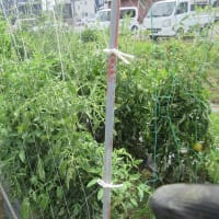トマト棚です