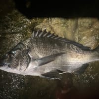 2024後半の釣果