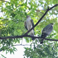心に残る情景*「鳥景」見沼の小さな森・ツミの家族