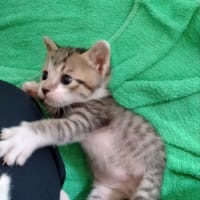 こまちゃん保育園−子猫10匹