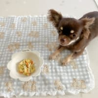 ドライフードと手作りごはん