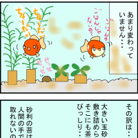 茶苔水槽　その後