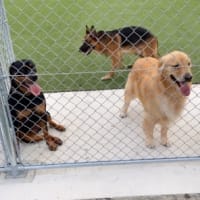 R4/8/27 ドッグランK9コズミックに行ってきた🐶