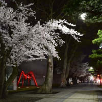 十和田官庁街の夜桜
