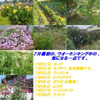 　　毎日、自分の足と目で、見つけた、気になる一点です。