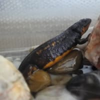 28-Jan-20　ぬくぬくとイモリ