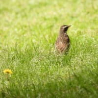 この春もクロツグミ♂♀に