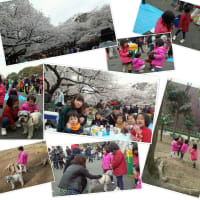 上野公園 de お花見  2013