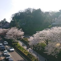 #086 -’24.　満開の桜を石川橋上から眺め
