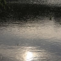 さざ波たつ田んぼ