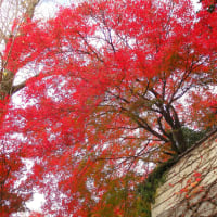 箕面滝道～西江寺～政の茶屋園地