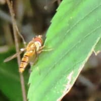 霞ヶ丘公園・続き