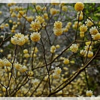 枝垂れ桜＆ミツマタ