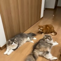 今日はパーティー