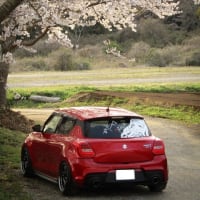 桜と車