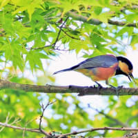 野鳥界の三毛ニャン・山雀さん