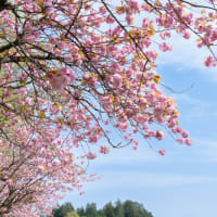 八重桜
