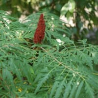 夏の花：ルス・ティフィナ’ラキニアタ’