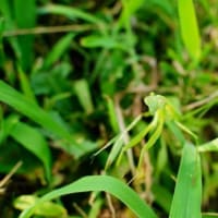タチアオイとカマキリ（足立区都市農業公園 2025.7.6 撮影）