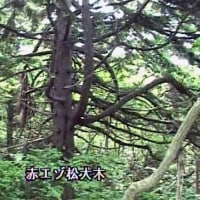 海鳥のサンクチュアリ　天売島と森林浴を楽しむメルヘンの焼尻島　６１回目　焼尻島