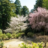 卯月の穀雨　太平山大中寺の七不思議と桜