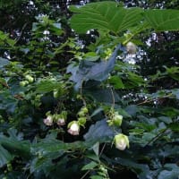 蔓人参〜ツルニンジンの花