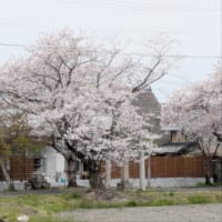 美味しいものと桜。。