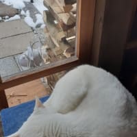 白い雪 白い猫