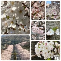 今年の桜’2024