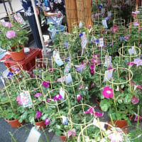 入谷朝顔まつり（朝顔市）