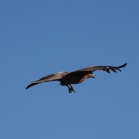05/12探鳥記録写真：はまゆう公園の鳥たち（ウグイス、ホオジロ、カワラヒワ、トビの飛翔、）