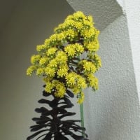 黒法師の花