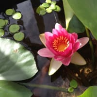 スイレンの花が咲いた！