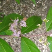 墓参り　６月