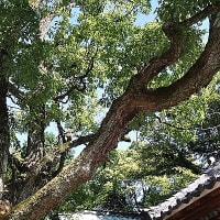 秋祭り
