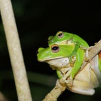 旬の魚や生き物に愛情込めて、、4月末の海!!☆