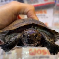 ノコヘリマルガメ