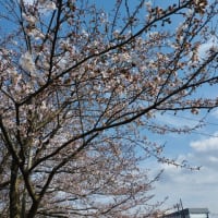 桜開花宣言！